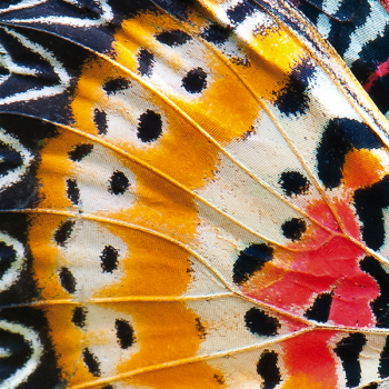 VLINDERVLEUGELS Schilderij G2084 PINTDECOR