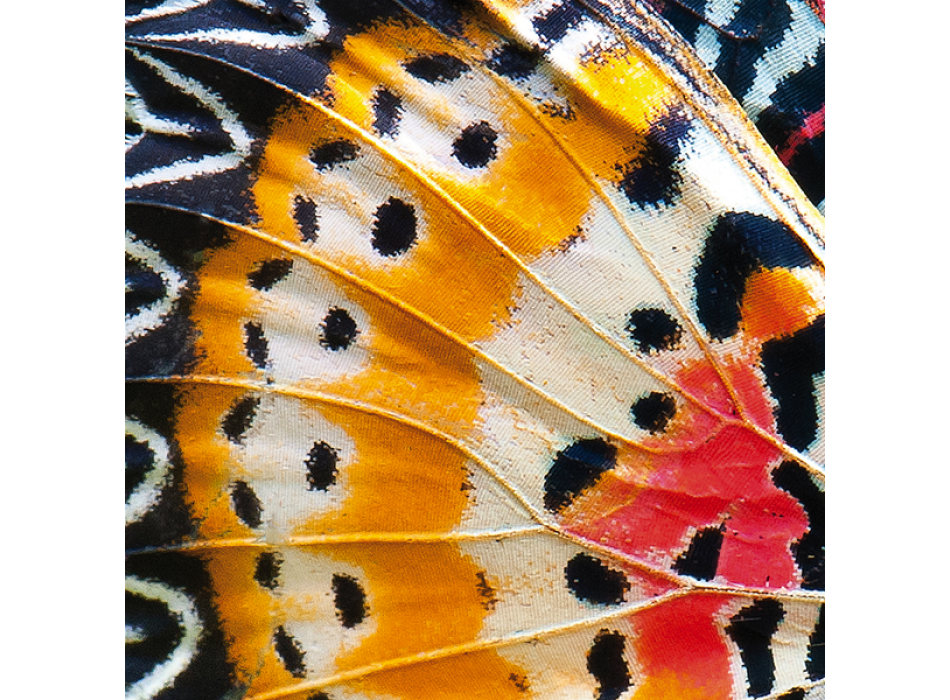 VLINDERVLEUGELS Schilderij G2084 PINTDECOR