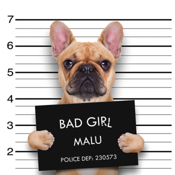 BAD GIRL frame G2052 PINTDECOR