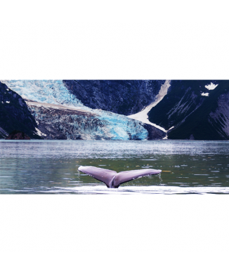 Walvisschilderij G1534 PINTDECOR