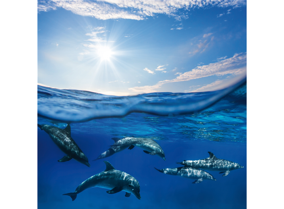 BLUE SEA G3326 PINTDECOR frame