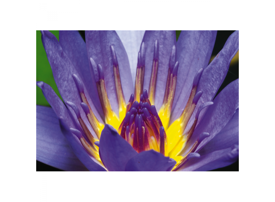 Schilderij LILAC BUDDING G1902 PINTDECOR