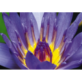 Schilderij LILAC BUDDING G1902 PINTDECOR