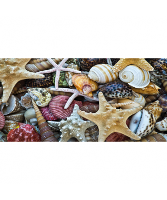 Schilderen van schelpen G2034 PINTDECOR