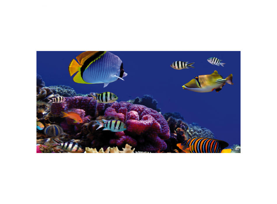 CORALS G1542 PINTDECOR Schilderij