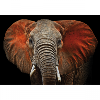 ELEPHANT frame G3276 PINTDECOR