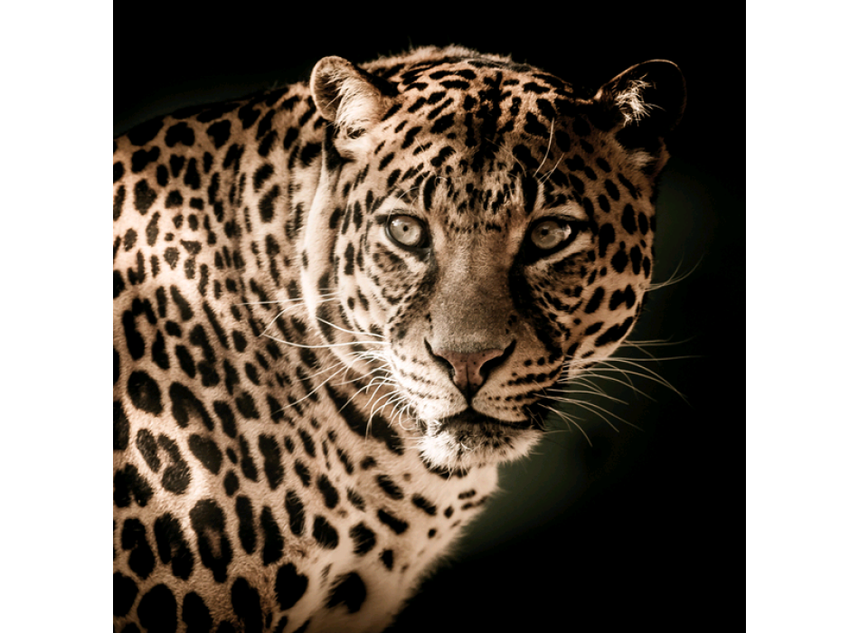 FELIX G5744 PINTDECOR schilderij