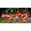 Schilderij FLAMINGO G1538 PINTDECOR