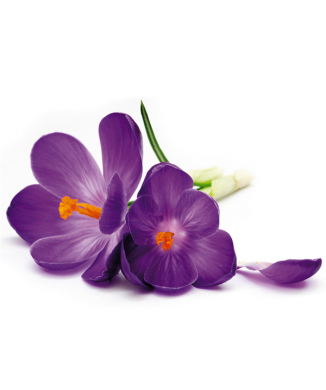 Schilderij met paarse bloemen G1892 PINTDECOR