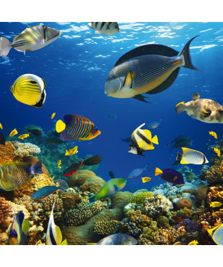 Zeeachtergrond G2048 PINTDECOR Schilderij