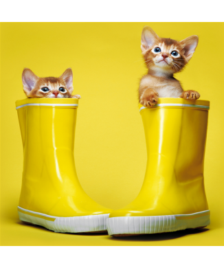KITTENS BOOTS G1580 PINTDECOR Schilderen