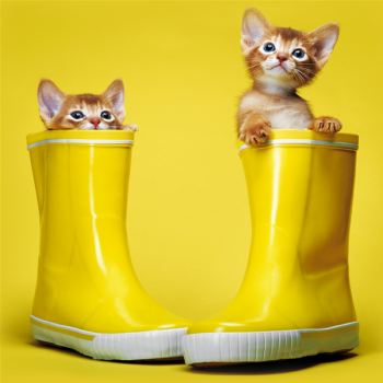 KITTENS BOOTS G1580 PINTDECOR Schilderen