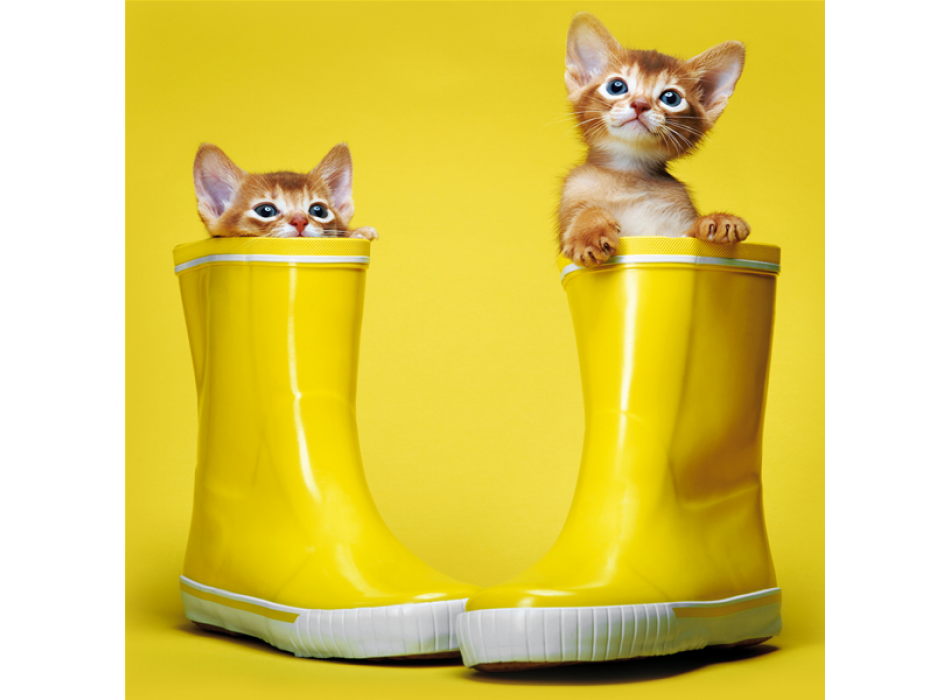 KITTENS BOOTS G1580 PINTDECOR Schilderen