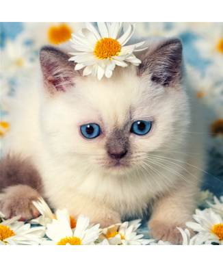 KITTEN TUSSEN DE MADELIEFJES G2090 PINTDECOR