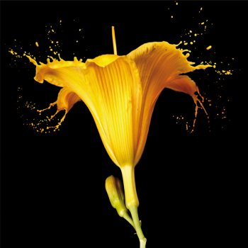 GELE LELIE G2570 PINTDECOR schilderij