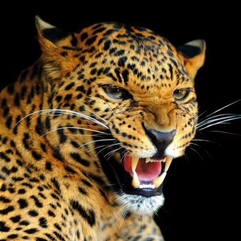 LEOPARD G1522 PINTDECOR frame