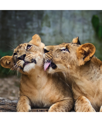 Schilderij LEEUWEN G1530 PINTDECOR