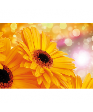 GELE MARGHERITONE G1920 PINTDECOR schilderij