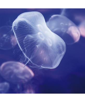 MEDUSA G1558 PINTDECOR Schilderij