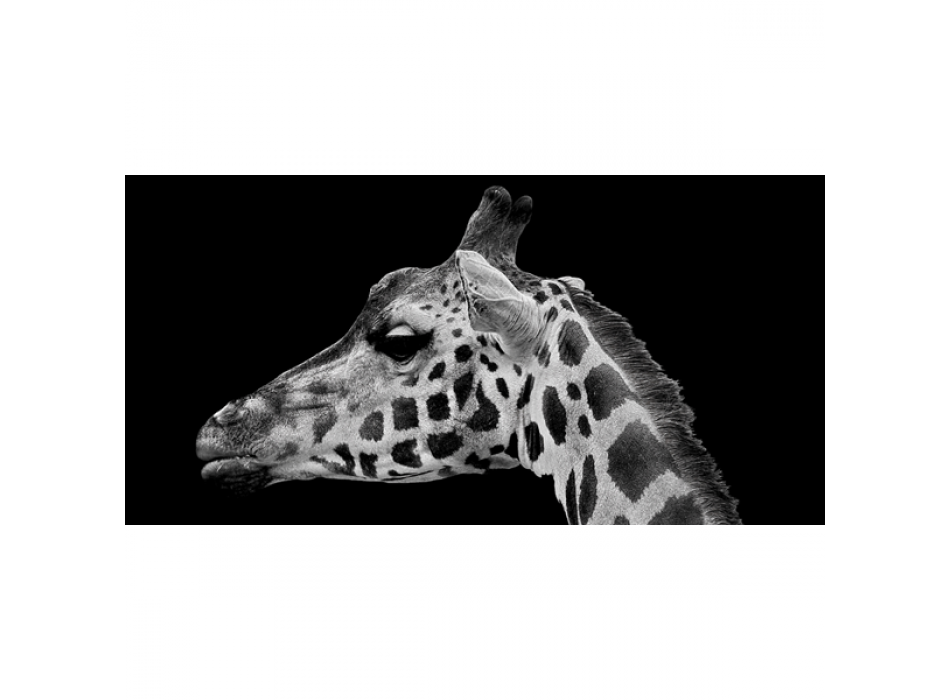 GIRAFFE MUZZLE G2012 PINTDECOR Schilderij