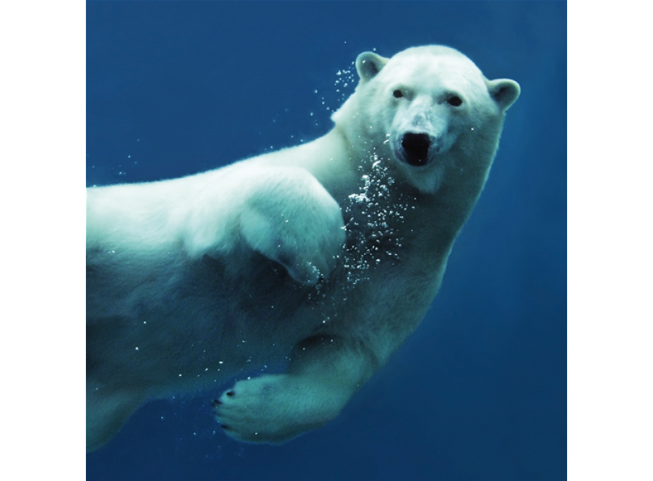 Schilderij BEER G1554 PINTDECOR