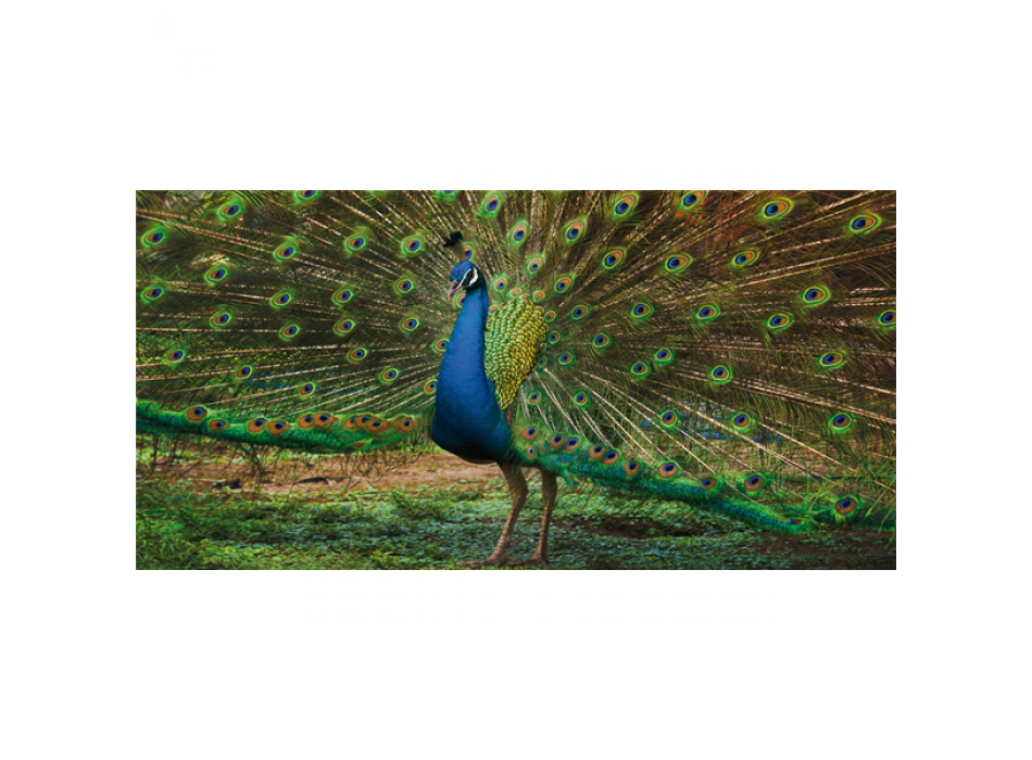 Schilderij PEACOCK G3258 PINTDECOR