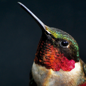 Schilderij ROBIN G2070 PINTDECOR