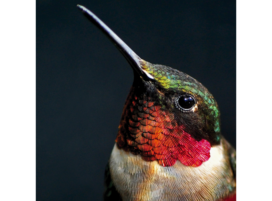 Schilderij ROBIN G2070 PINTDECOR