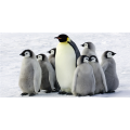 PINGUÏNS G2018 PINTDECOR schilderij