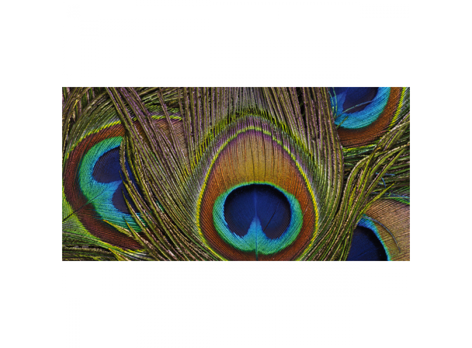 Schilderij PAUWENVEREN G2078 PINTDECOR