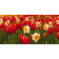 Schilderij WEIDE IN BLOEMEN G1138 PINTDECOR