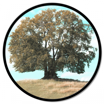 OAK GT6218 PINTDECOR schilderij