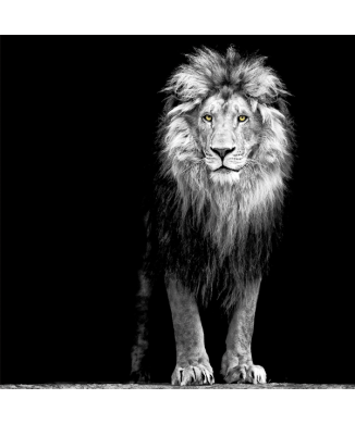 LION KING frame G3298 PINTDECOR