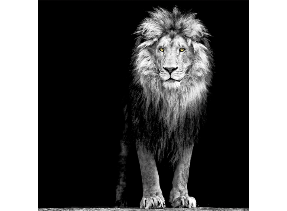 LION KING frame G3298 PINTDECOR