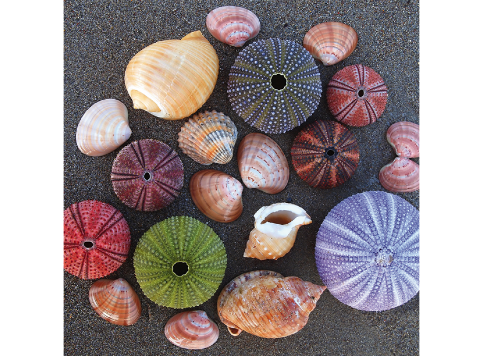 Schilderij Egels en Schelpen G2044 PINTDECOR