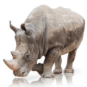 RINO G3330 PINTDECOR schilderij