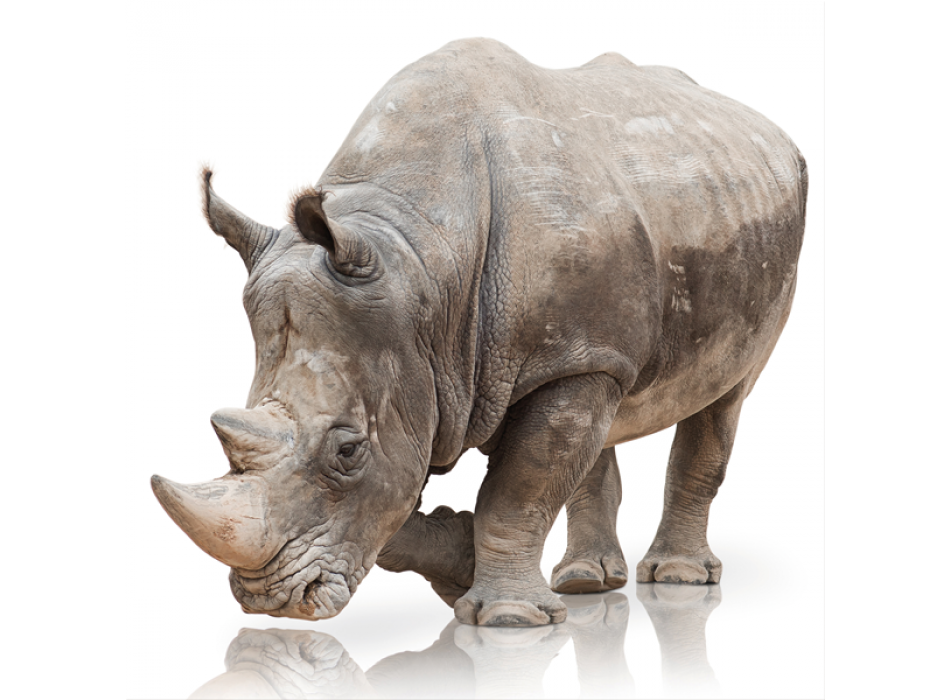 RINO G3330 PINTDECOR schilderij