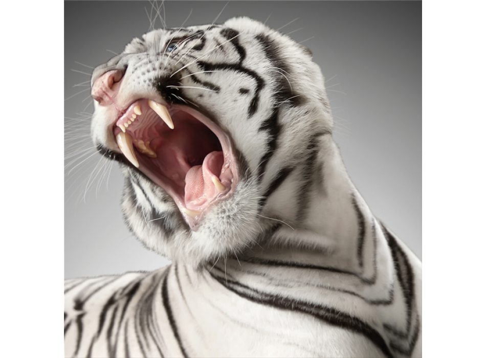 Schilderij ROAR G3290 PINTDECOR