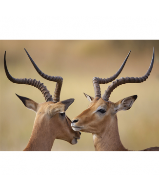 Schilderij IBEX G2028 PINTDECOR