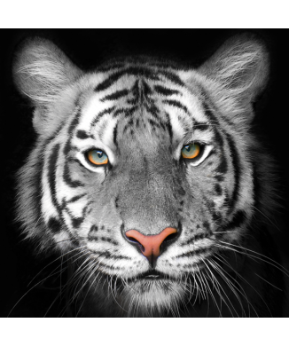 TIGER G2020 PINTDECOR schilderij