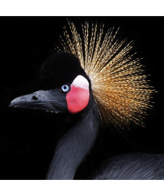 Vogelwapen Schilderij G2066 PINTDECOR