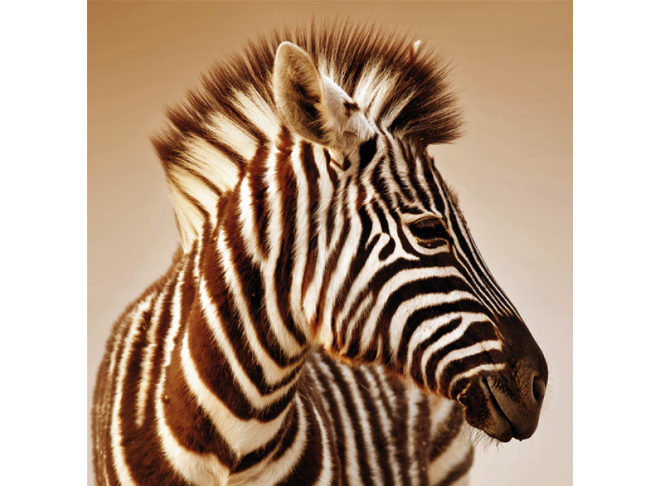 ZEBRA G2024 PINTDECOR schilderij