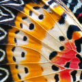 Pintura de asas de borboleta G2084 PINTDECOR