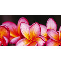 Moldura BELAS FLORES G1134 PINTDECOR