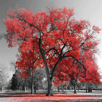 Estrutura BIG RED TREE G4126 PINTDECOR