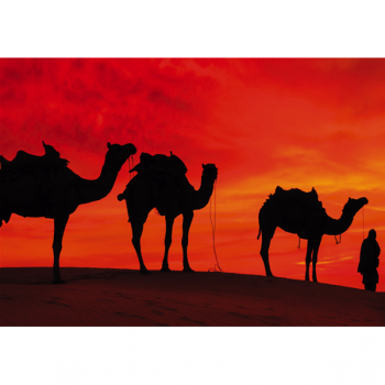 CAMELOS NO DESERTO G2030 PINTDECOR