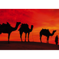 CAMELOS NO DESERTO G2030 PINTDECOR