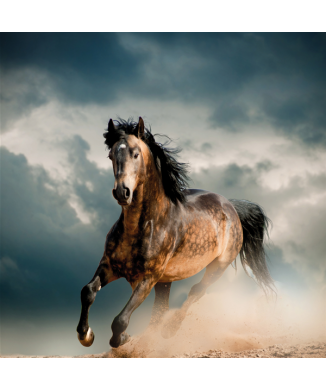 Pintura de CAVALO G1562 PINTDECOR