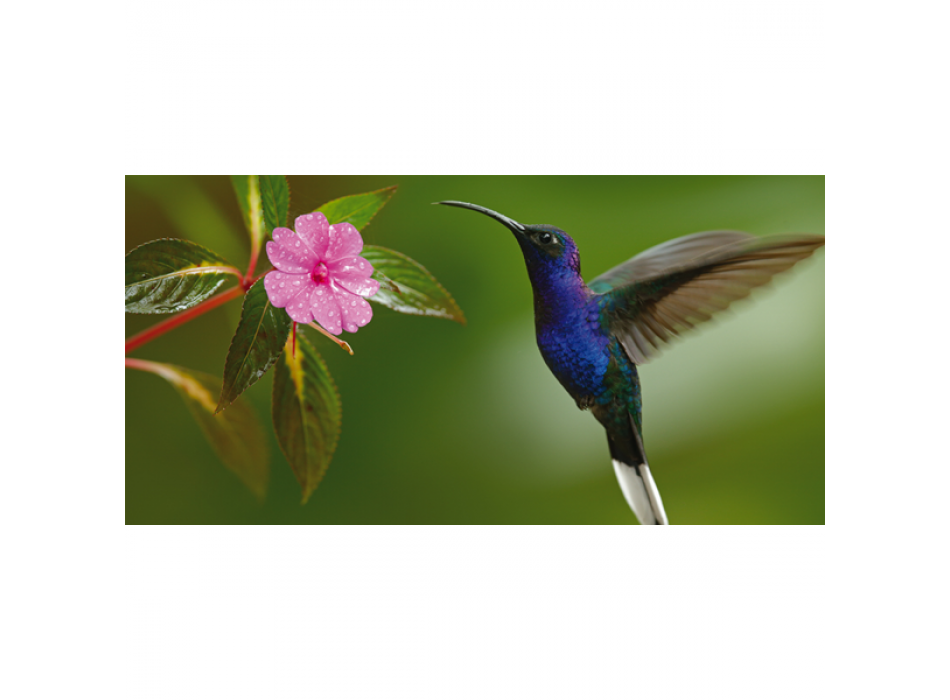Estrutura COLIBRI G2074 PINTDECOR