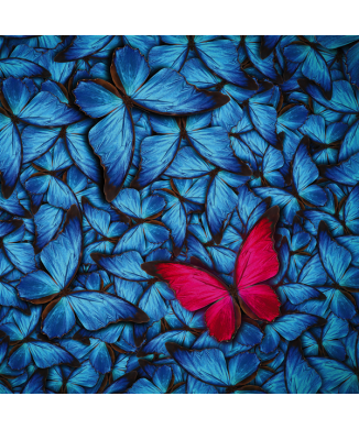Pintura BORBOLETA MAGENTA G2088 PINTDECOR